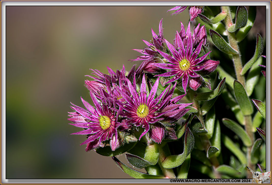 Joubarbes des montagnes
